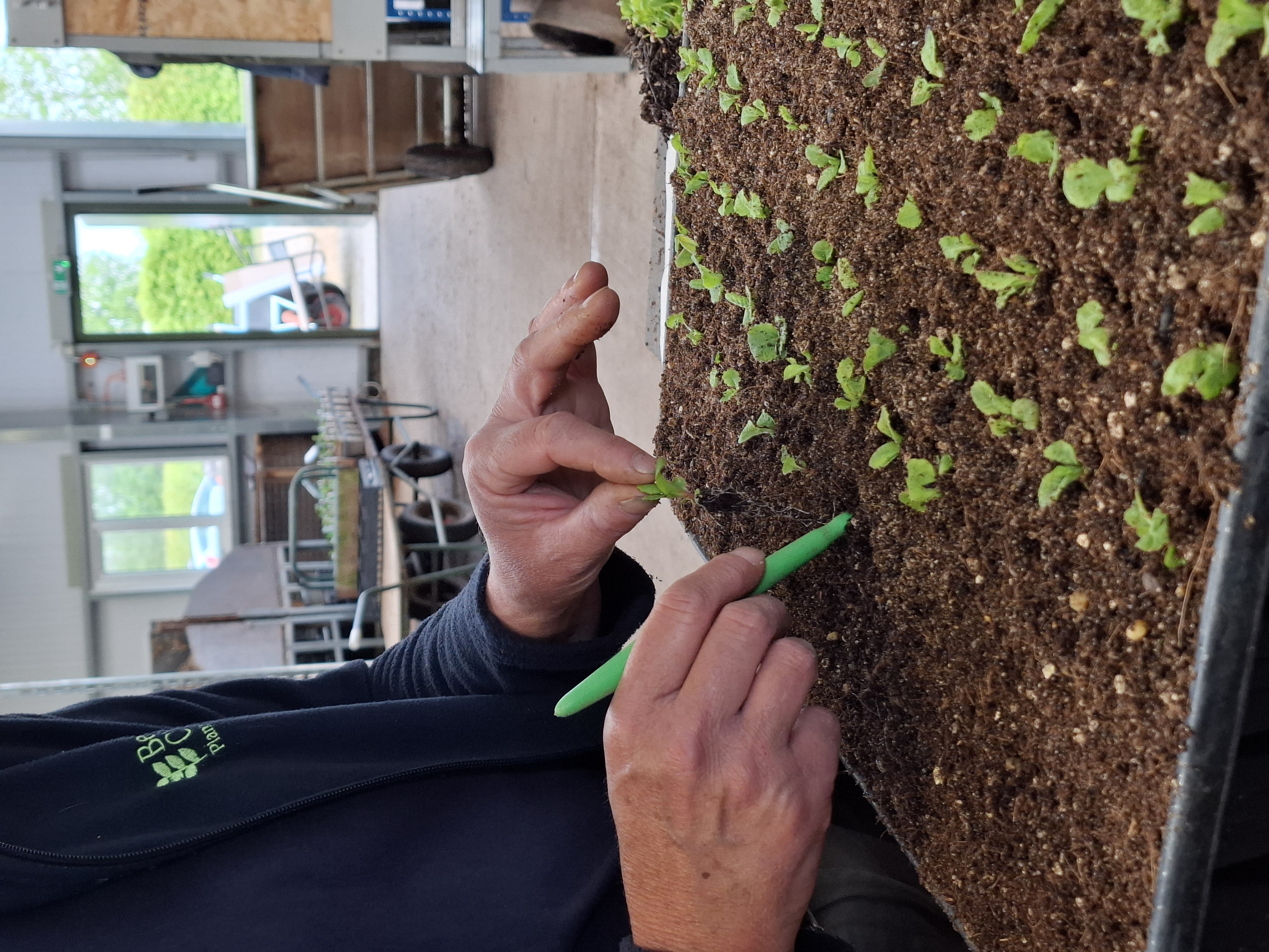 Weekly catch up with garden and propagation