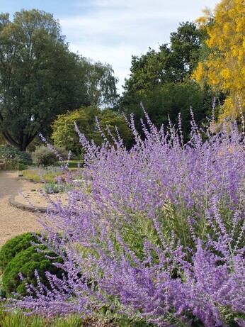 Top 12 drought-resistant plants