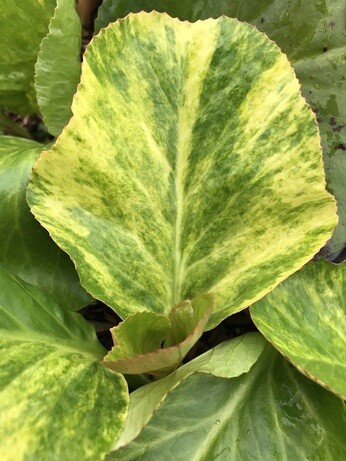 Weekly catch up with garden and propagation