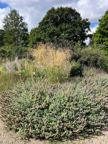 Weekly catch up with garden and propagation