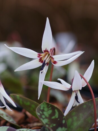 Our favourite spring bulbs