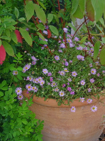 Container gardening