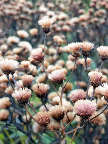 Sensational Seedheads