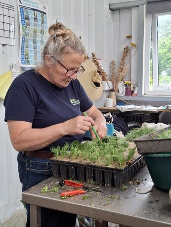 Weekly catch up with garden and propagation Weekly catch up with garden and propagation