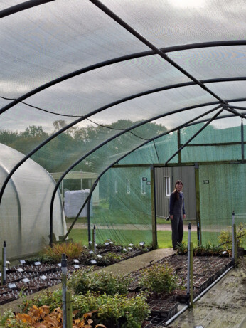 Weekly catch up with garden & propagation Weekly catch up with garden & propagation