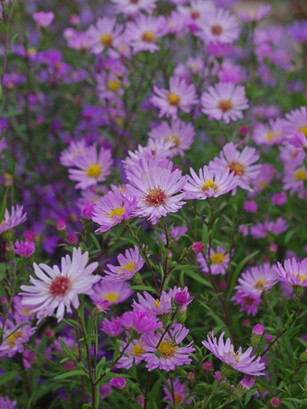 Symphyotrichum-How to Grow and Care for