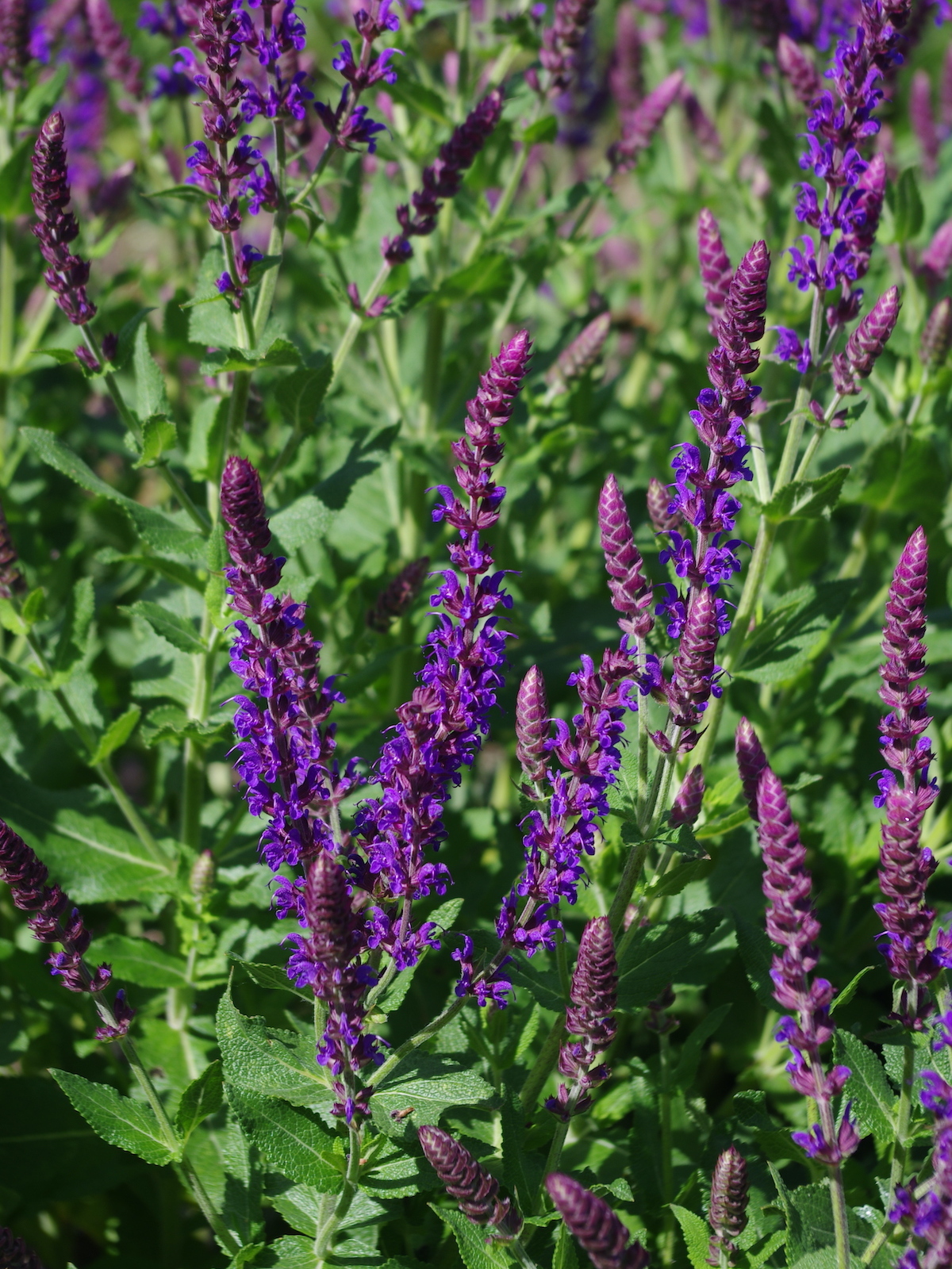 Favourite plants