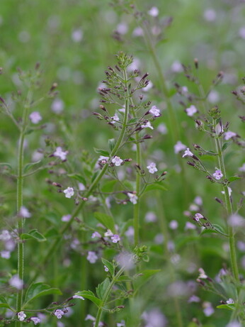 Plant profile - calamintha Plant profile - calamintha