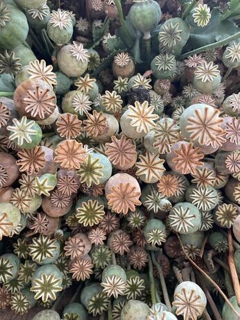 A look back at 2025 with the garden team A look back at 2025 with the garden team