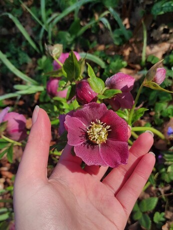 Spring plant folklores with apprentice Hannah