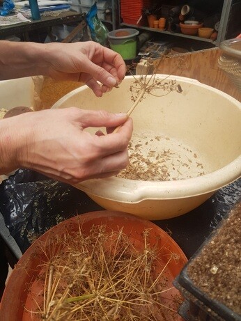 Weekly catch up with garden & propagation