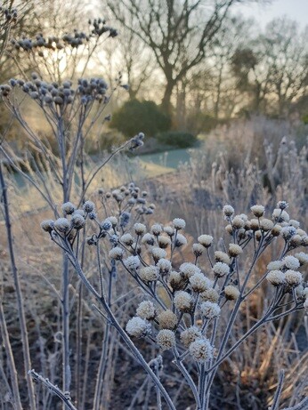 Structure in the winter garden