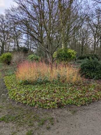 January news from the garden and propagation