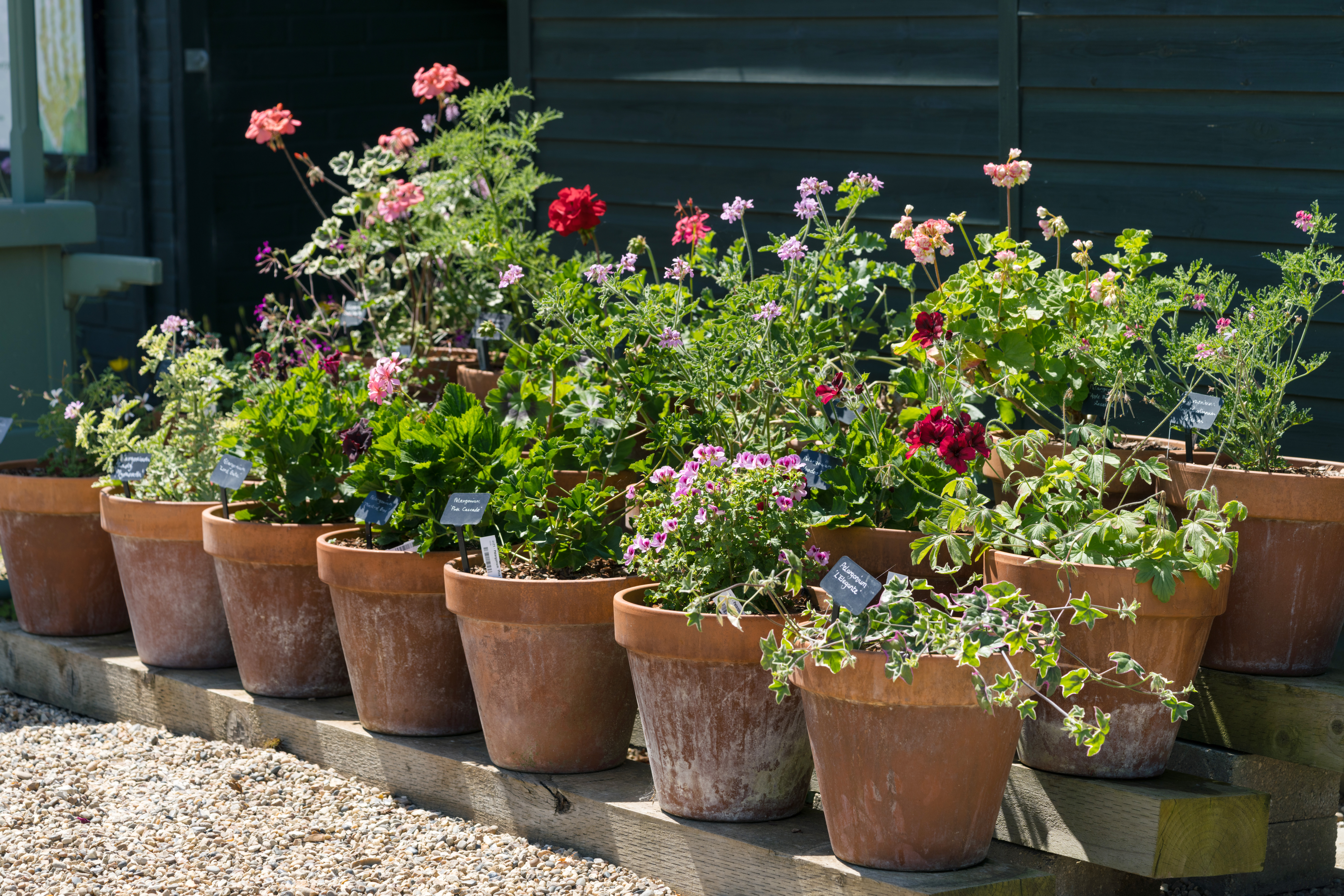 Perennials and tender plants for gorgeous seasonal container displays