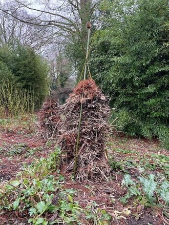 January news from the garden and propagation