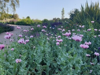 This week in the garden- mid October