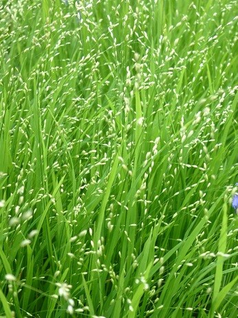 Team Chatto's favourite plants - part 2 Team Chatto's favourite plants - part 2