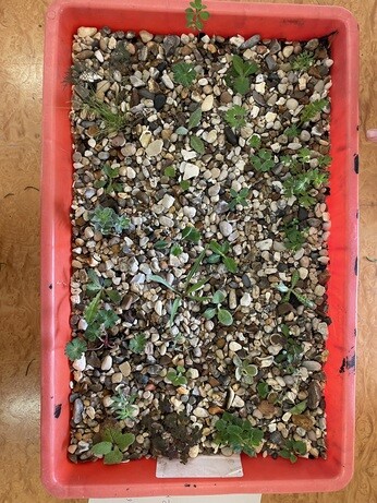 Weekly catch up with garden & propagation