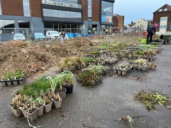 Colchester Meanwhile Garden