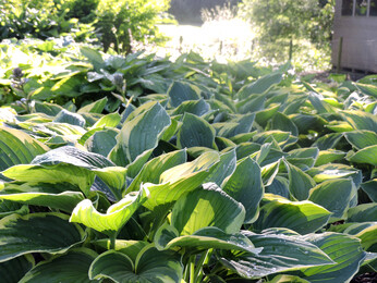 How to grow and get the best from your hostas