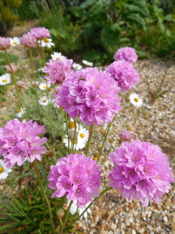 Gardening Dilemmas - Part 3 Gardening Dilemmas - Part 3