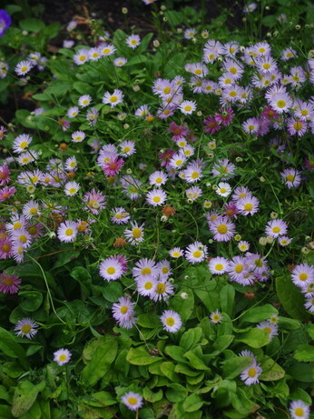Gardening Dilemmas - Part 2 Gardening Dilemmas - Part 2