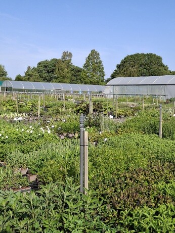Weekly catch up with garden and propagation