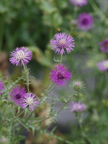 Weekly catch up with garden & propagation