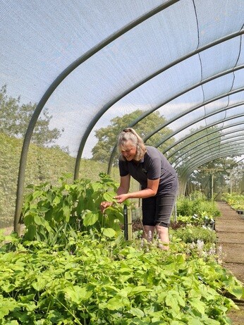 Weekly catch up with garden and propagation Weekly catch up with garden and propagation