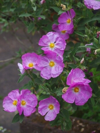 Gardening Dilemmas - Part 1
