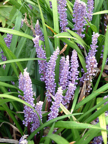 Top 10 plants for autumn interest