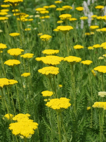 Achillea- How to Grow and Care for