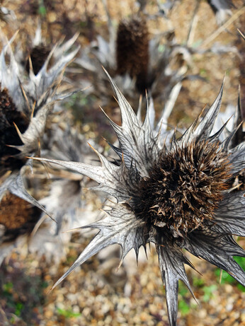 Sensational Seedheads