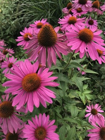 Weekly catch up with garden & propagation