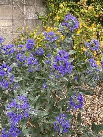 Plants that have stood up to the summer - Gravel Garden
