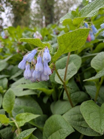 Weekly catch up with gardens & propagation