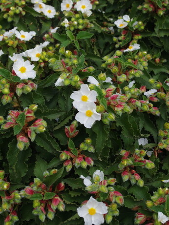 Plant profile - cistus