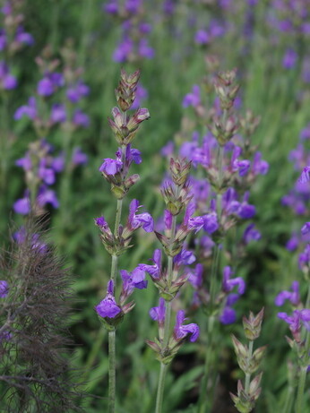 Weekly catch up with garden & propagation