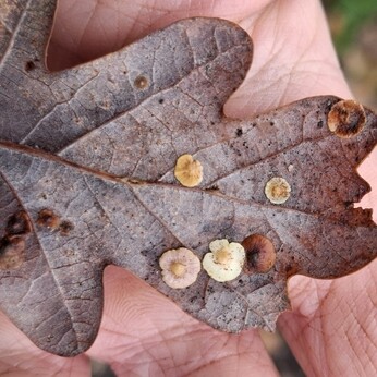 Wild Words from the Ground - December/January