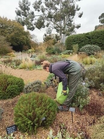 Weekly catch up with garden & propagation