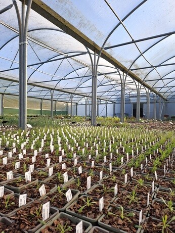 Weekly catch up with garden & propagation