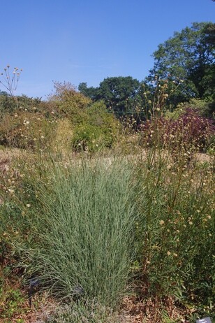 How summer heat has affected the plants How summer heat has affected the plants