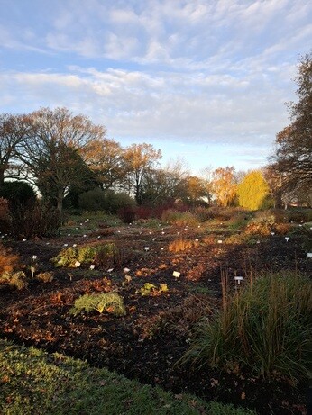 Weekly catch up with garden & propagation