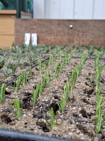Weekly catch up with garden & propagation