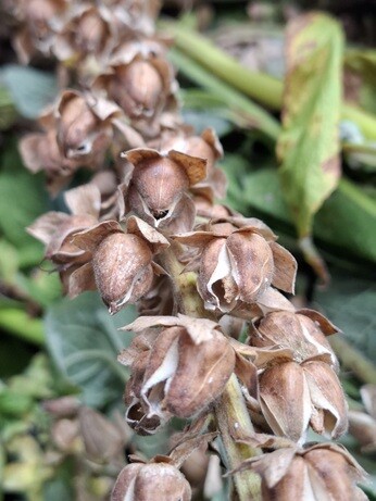Weekly catch up with garden and propagation Weekly catch up with garden and propagation