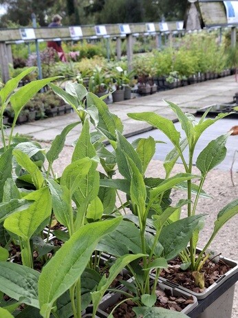 Weekly catch up with garden & propagation