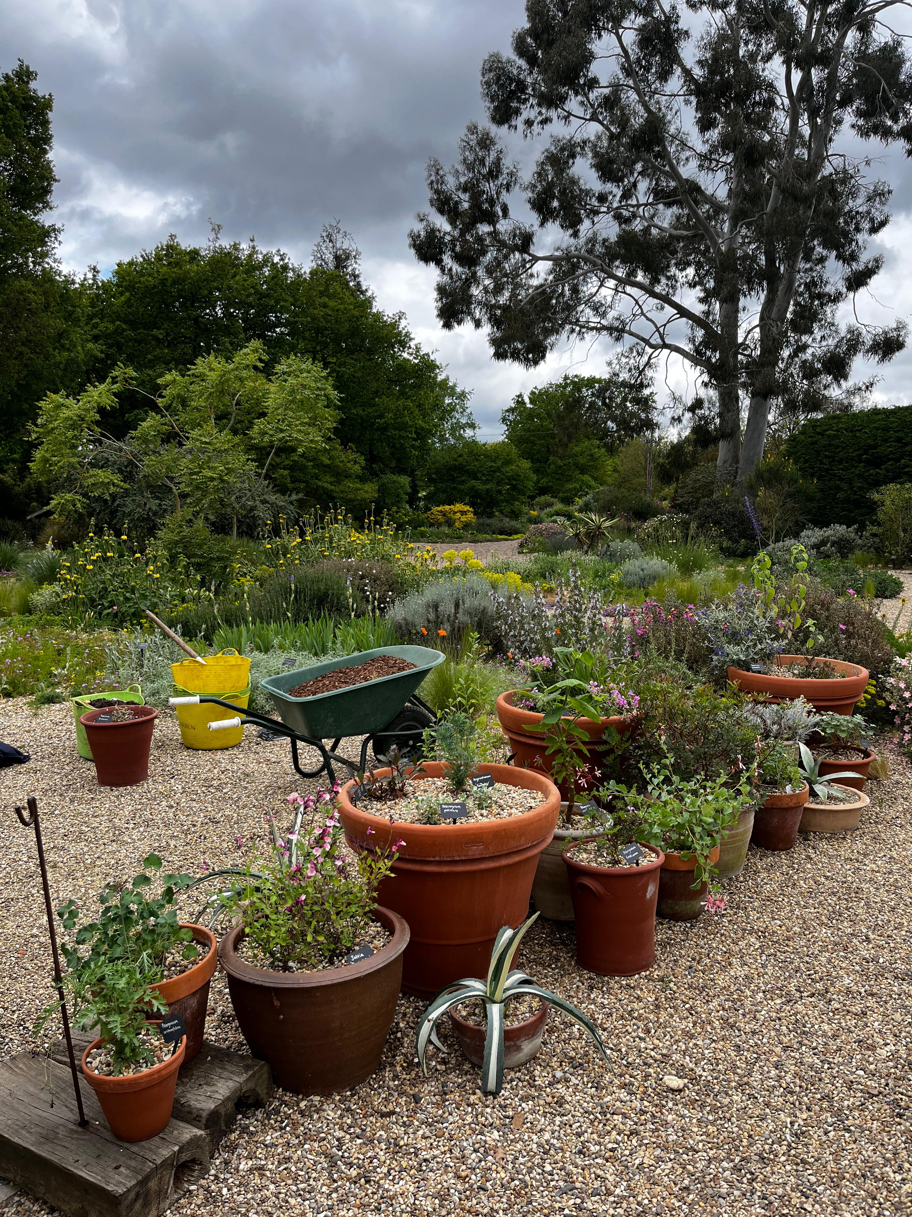 Perennials and tender plants for gorgeous seasonal container displays