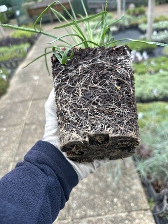 Weekly catch up with garden & propagation