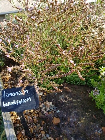 Weekly catchup with garden and propagation Weekly catchup with garden and propagation