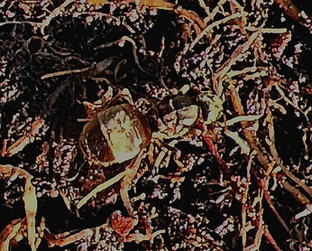 Wild Words from the Ground  February & March